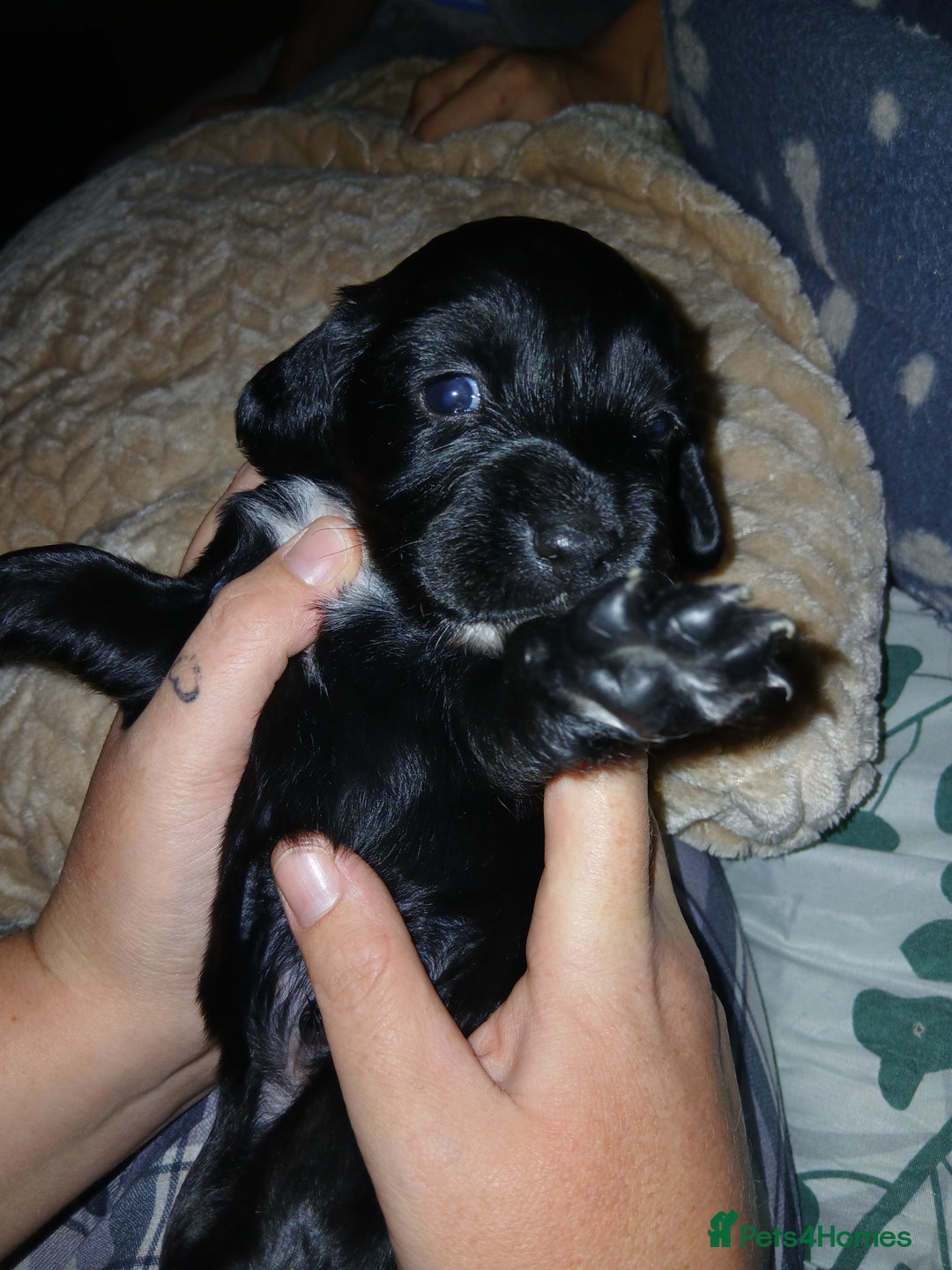 Sprocker dogs for sale: Beautiful sproker pups  - Image 1