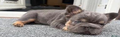 French Bulldog Puppy 3
