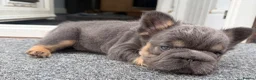 French Bulldog dogs for sale: Fluffy French Bulldog Puppies  - Advert 26