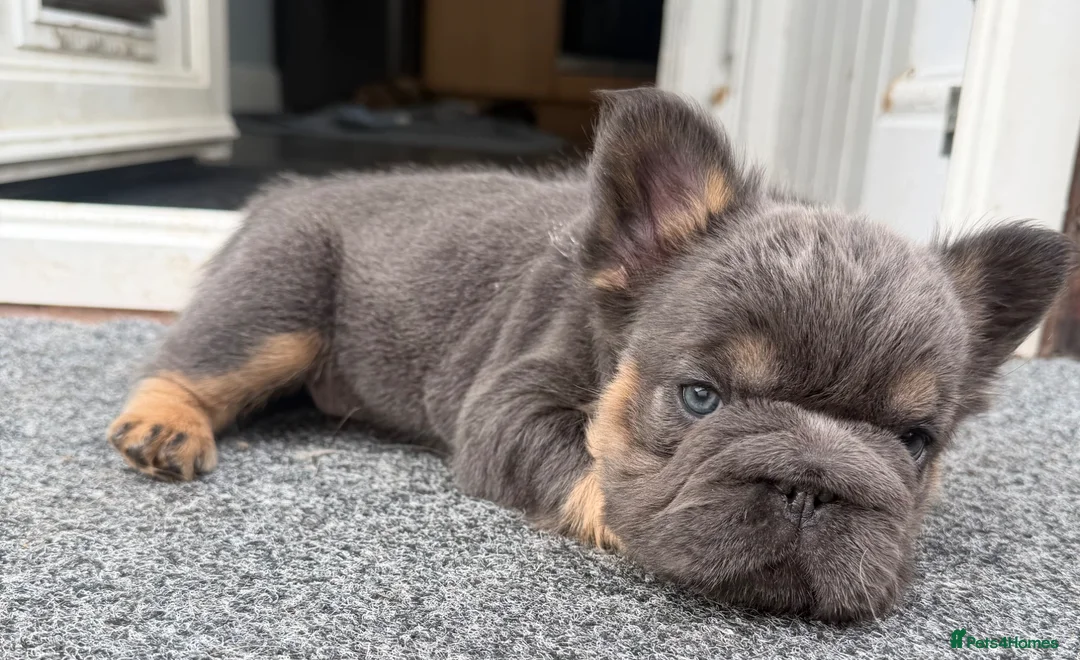French Bulldog dogs for sale: Fluffy French Bulldog Puppies  - Advert 35