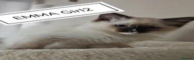 Ragdoll Kitten 4