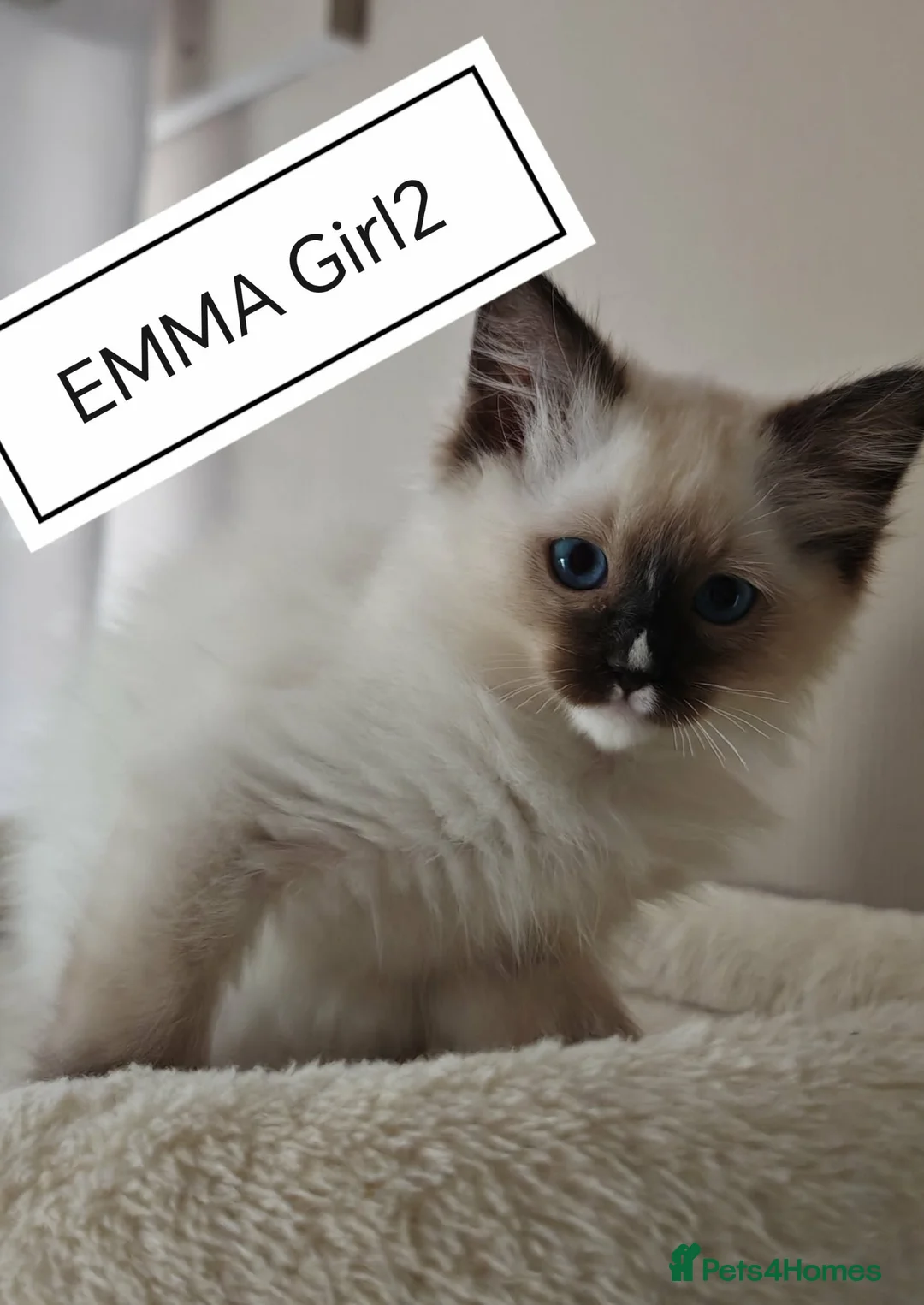 Ragdoll cats for sale: Beautifull ragdoll - Advert 2