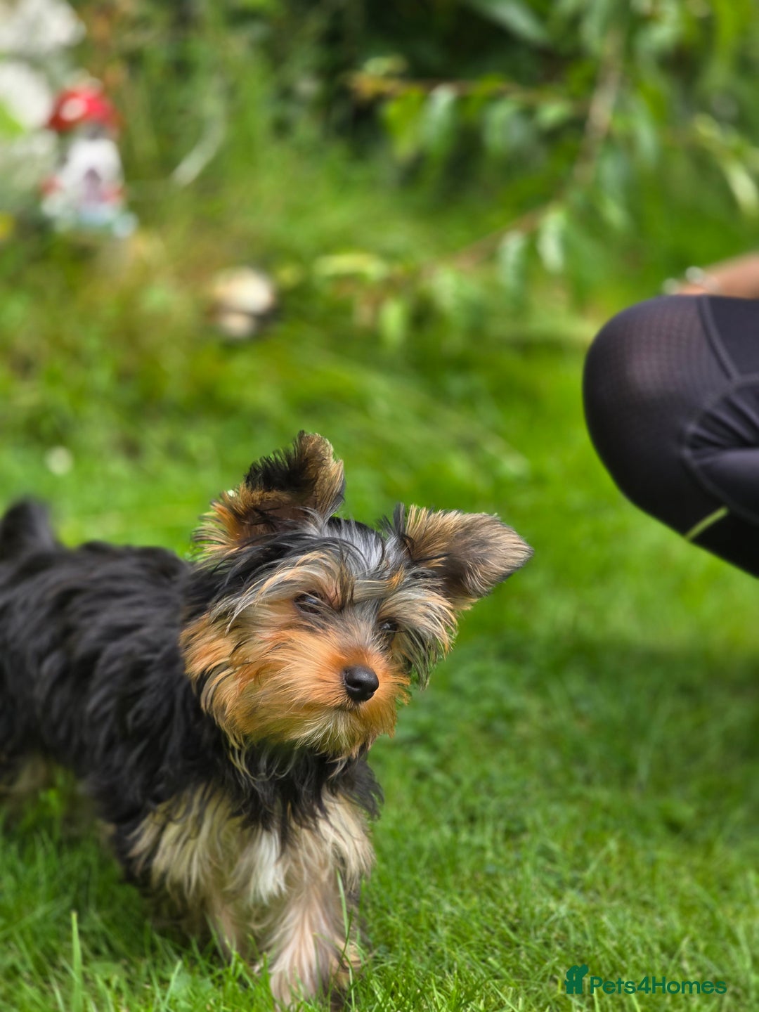 Yorkshire Terrier dogs for sale: Yorkshire terrier for sale 🐶🐶🐶 in Johnstone - Image 11