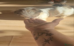 Shih Tzu dogs for sale: 🐾 Amazing Purebred Shih Tzu Puppies Crawley 🐾 - Advert 21