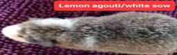 Guinea Pig rodents for sale: Rex sows/boars, Aby, cali guinea pigs. - Advert 11