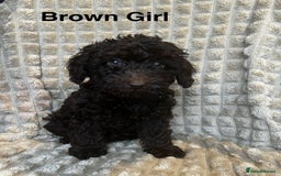 Poodle dogs for sale: Lovely poodle puppies 🐕🐕🐕 ready to go now - Image 3