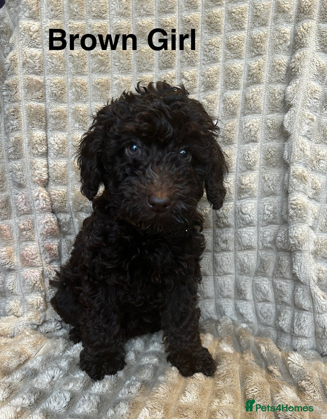 Poodle dogs for sale: Lovely poodle puppies 🐕🐕🐕 ready to go now - Image 3