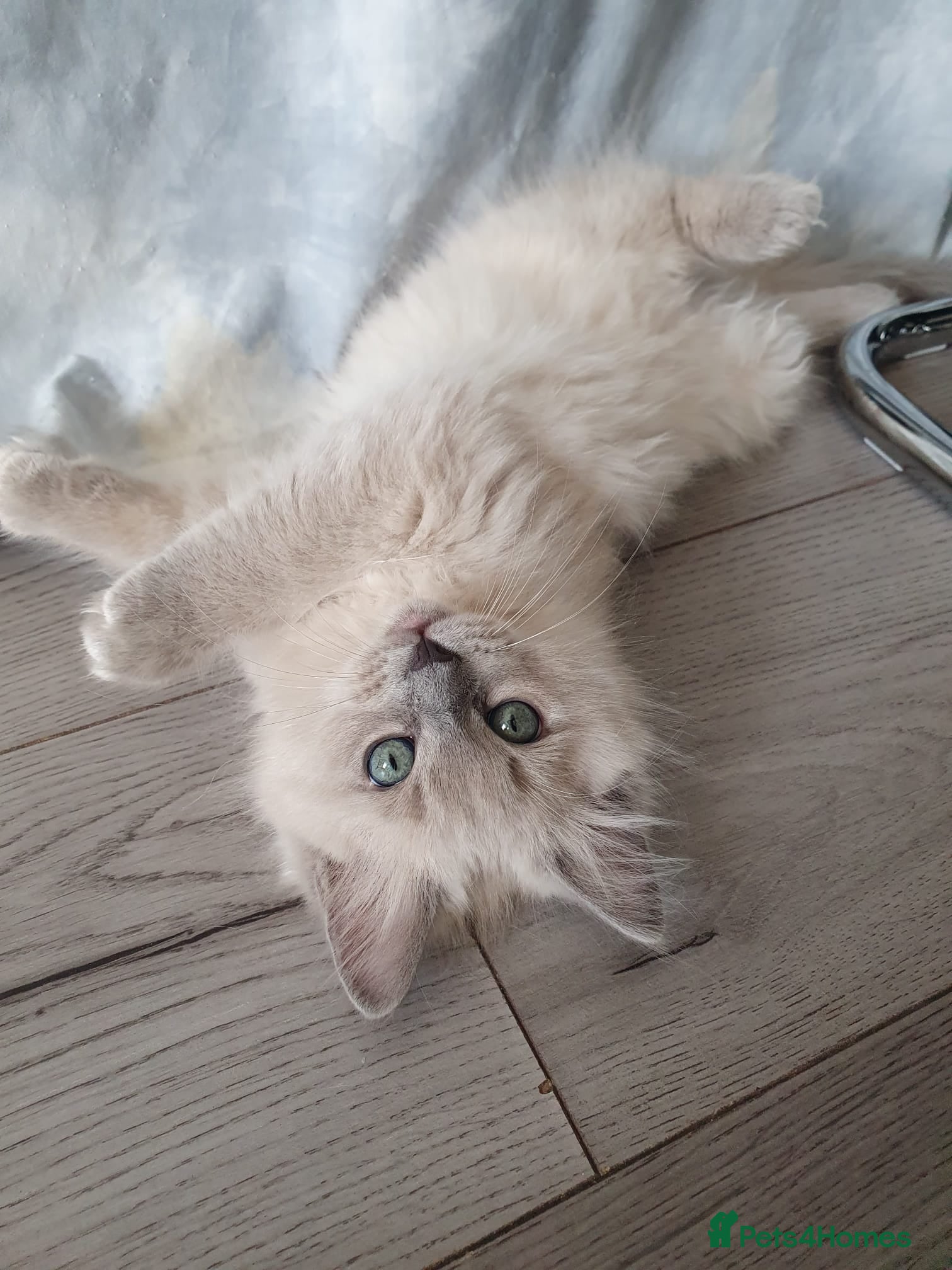 Ragdoll cats Green-eyed light Mink Cherubim Ragdoll BOY Ready - Advert 7
