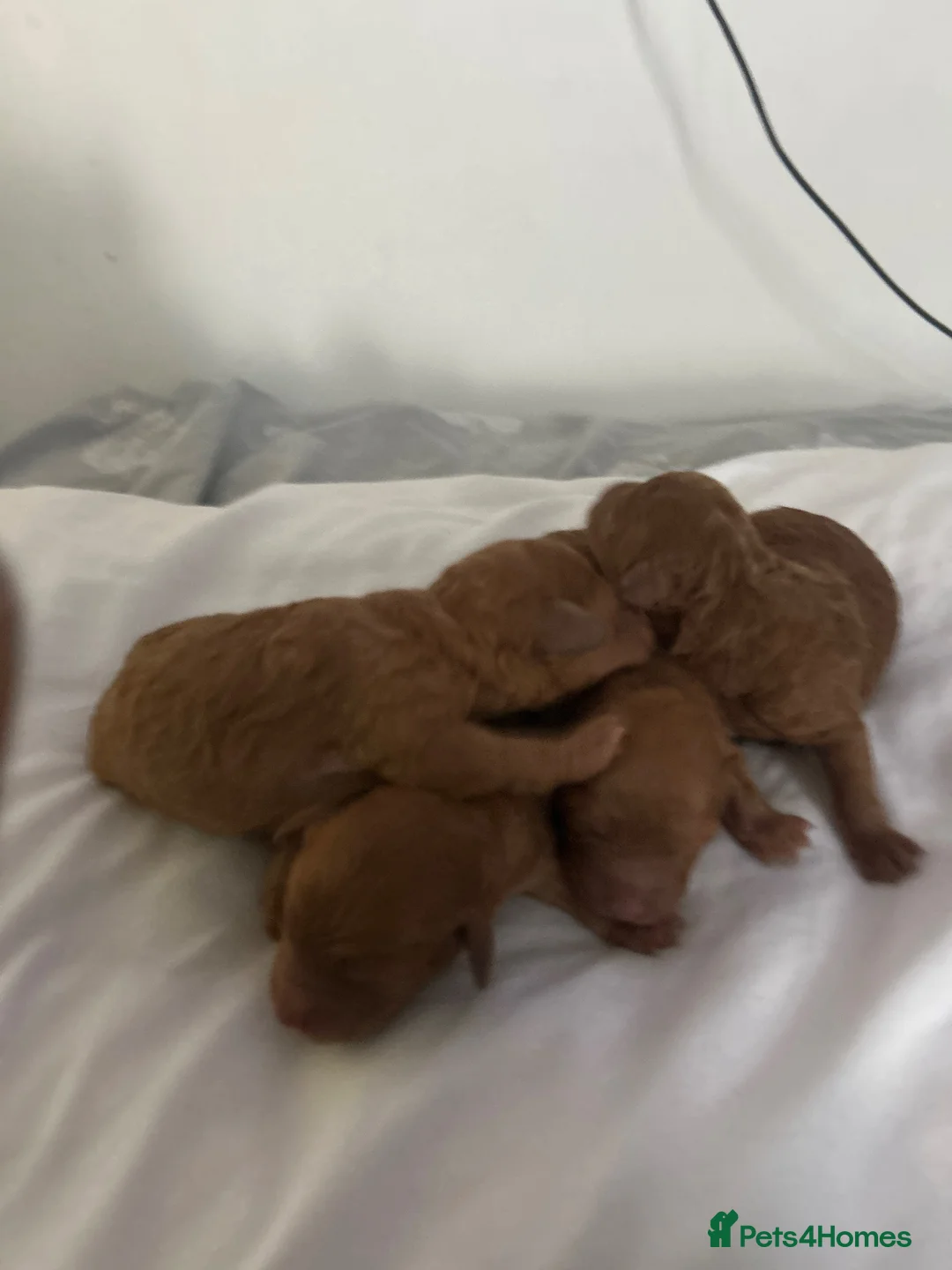 Toy Poodle dogs for sale: KC Red Toy Poodles DNA clear - Advert 14