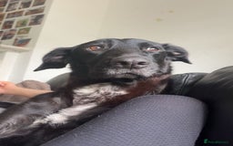Mixed Breed dogs for sale: Belgian shepherd x German shepherd / lab - Image 3