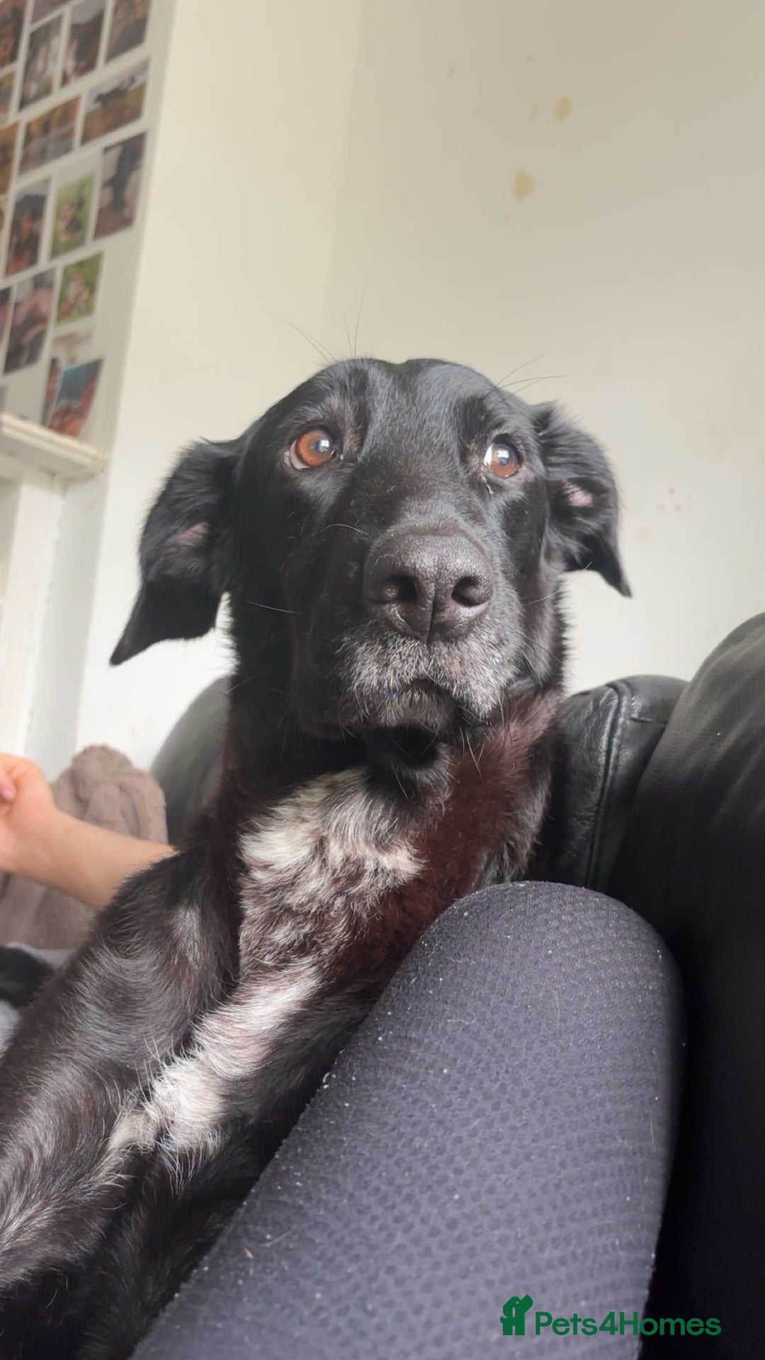 Mixed Breed dogs for sale: Belgian shepherd x German shepherd / lab - Image 3