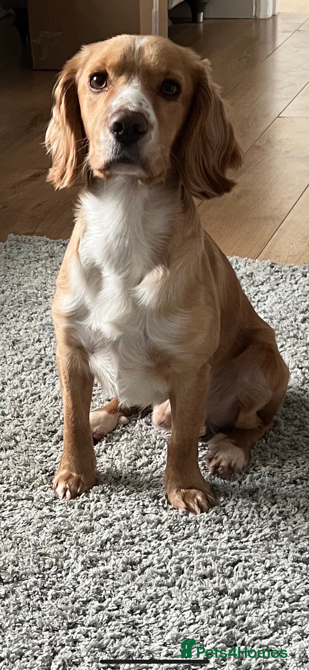 Cocker Spaniel dogs for stud: cocker spaniel for stud in Hailsham - Advert 3