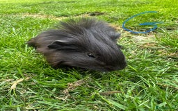Guinea Pig rodents for sale: Female and male guinea pigs for sale  - Image 8