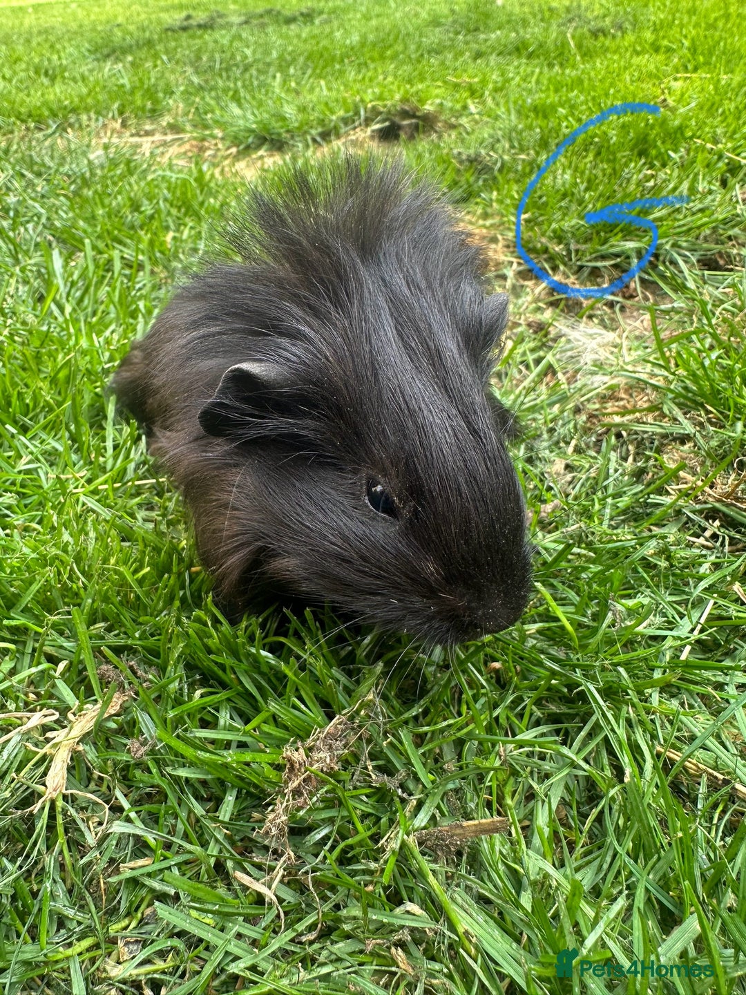 Guinea Pig rodents for sale: Female and male guinea pigs for sale  - Image 8