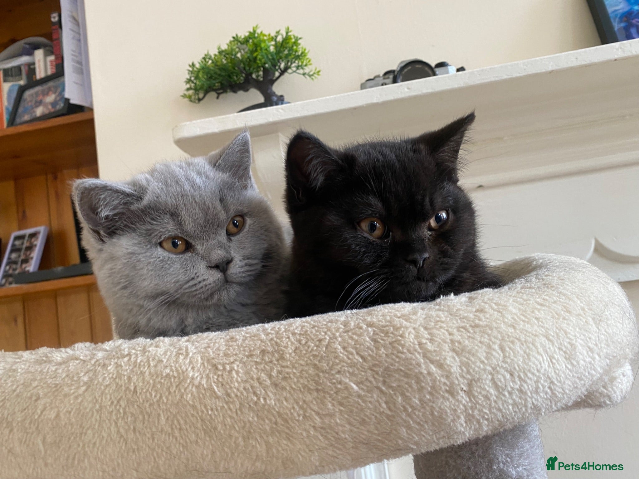 British Shorthair cats GCCF Active Championship line British Shorthairs - Advert 10