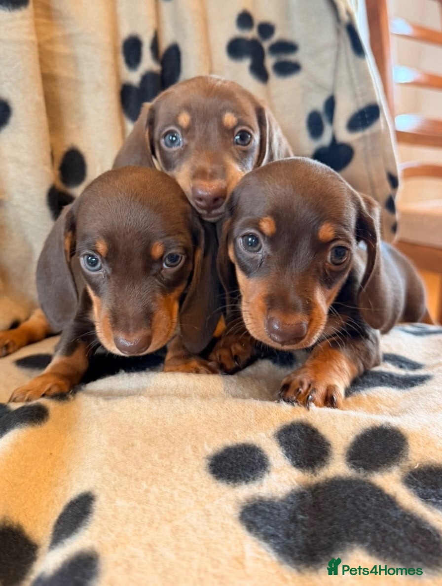 Miniature Dachshund dogs Beautiful Miniature Dachsund Puppies - Advert 1