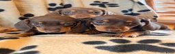 Miniature Dachshund dogs for sale: Beautiful Miniature Dachsund Puppies - Advert 1