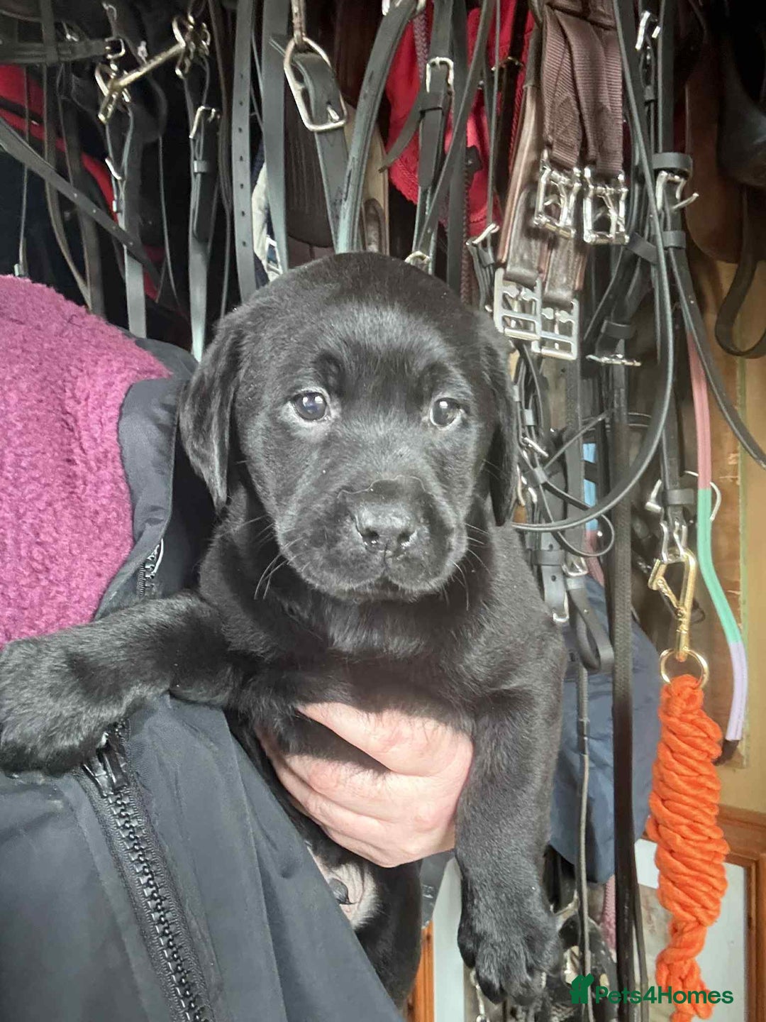 Labrador Retriever dogs for sale: two stunning labrador puppies - Advert 4