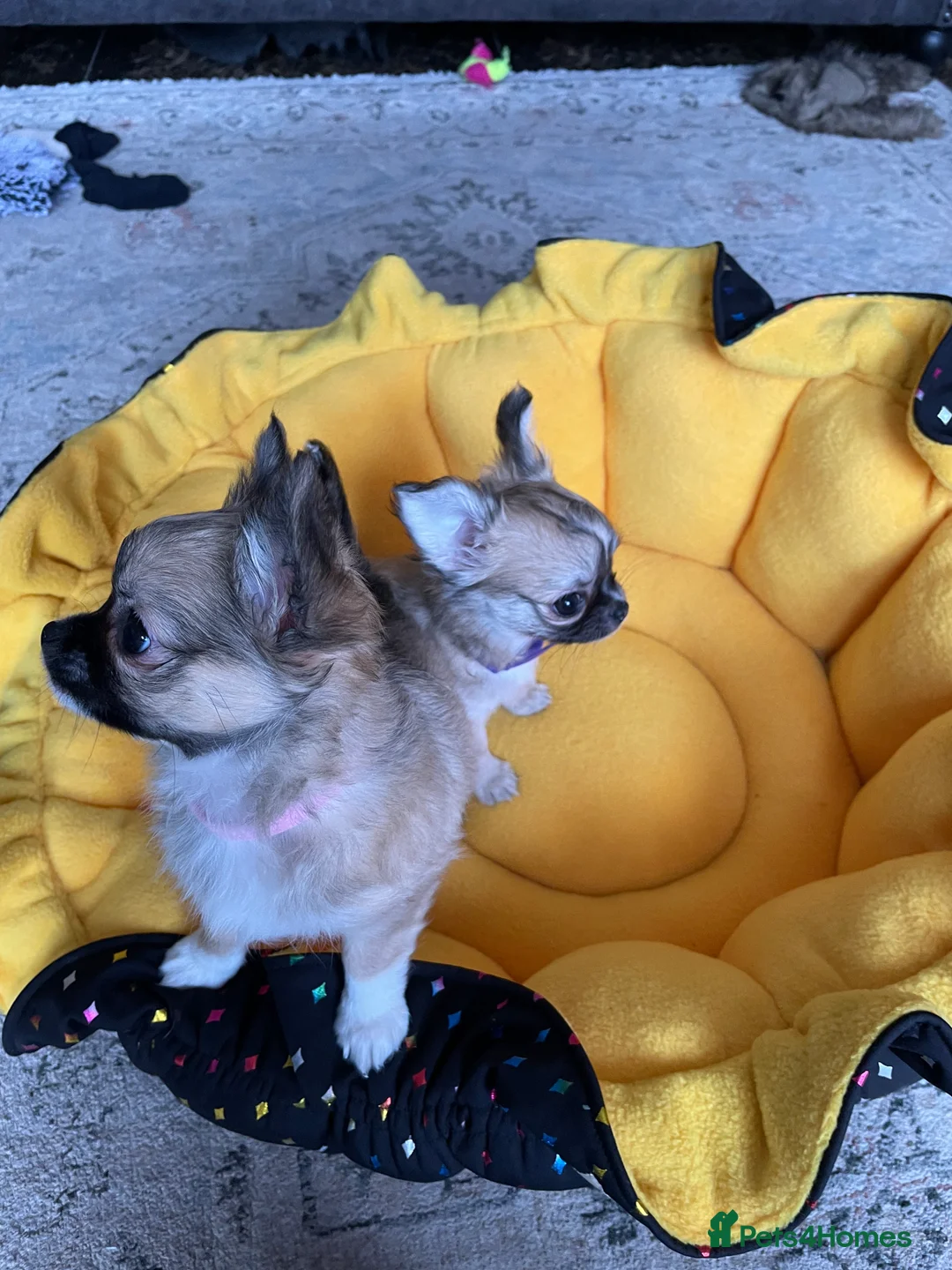 Chihuahua dogs for sale: Chihuahua long coat female puppies  - Advert 9