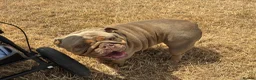 English Bulldog dogs for sale: Two English bulldogs  - Advert 6