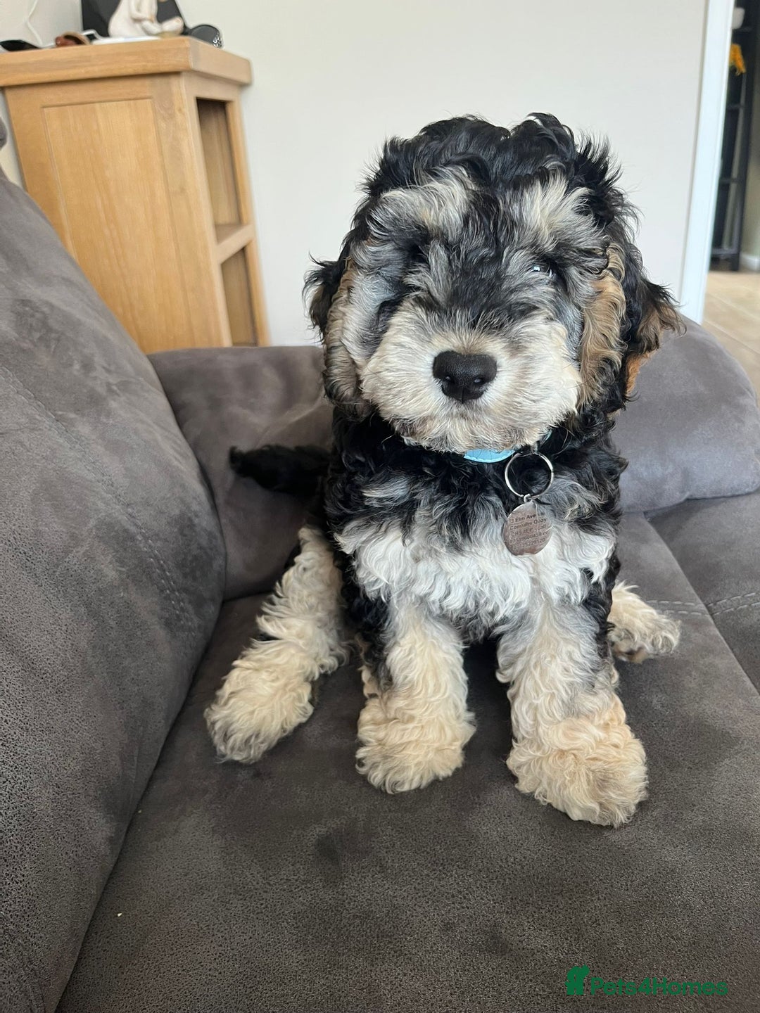 Miniature Poodle dogs for stud: KC chocolate phantom miniature poodle stud  in Denbigh - Image 9
