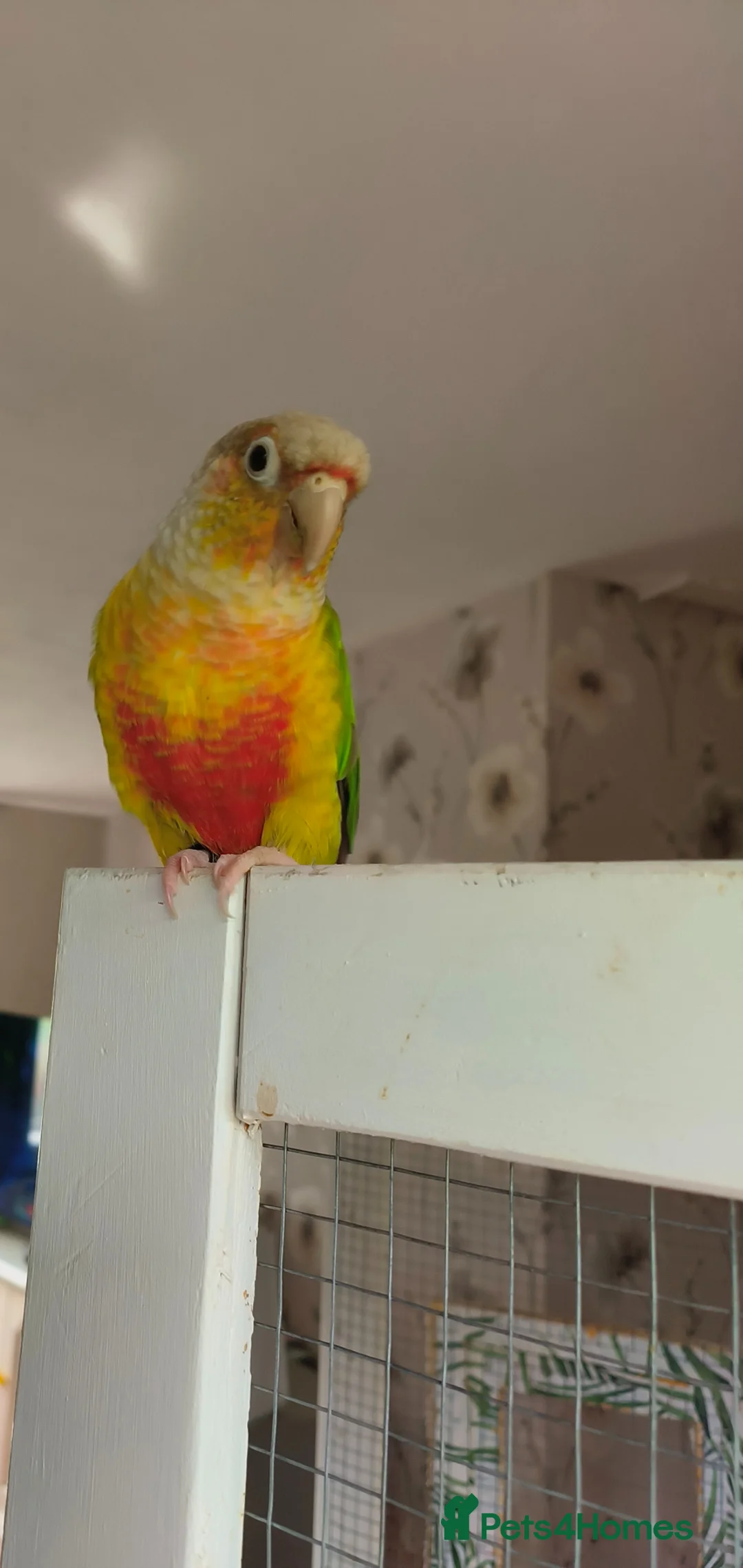 Conures birds for sale: Diego - Advert 2