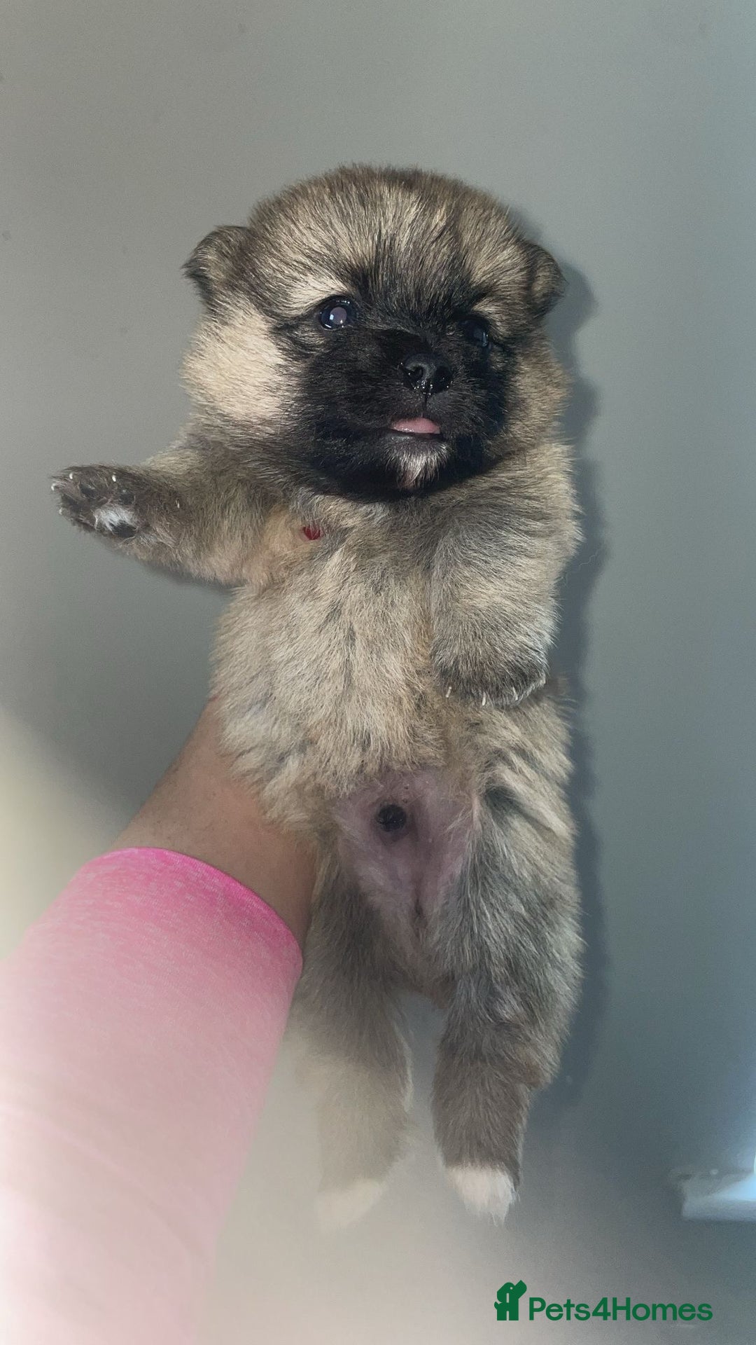 Mixed Breed dogs for sale: Aussie poos  - Advert 4