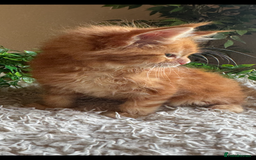 Maine Coon cats for sale: Beautiful GCCF Maine Coon kittens - Advert 37