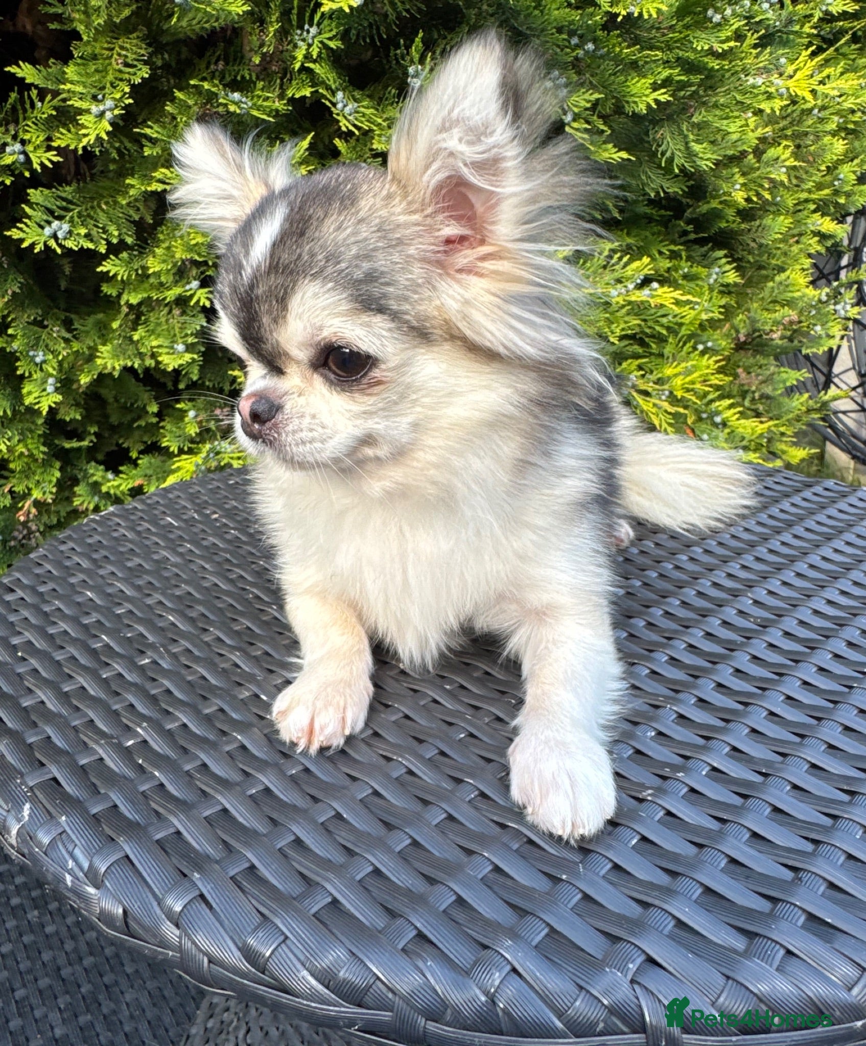 Chihuahua dogs Thailand KC registered tiny husky marking boy - Advert 2