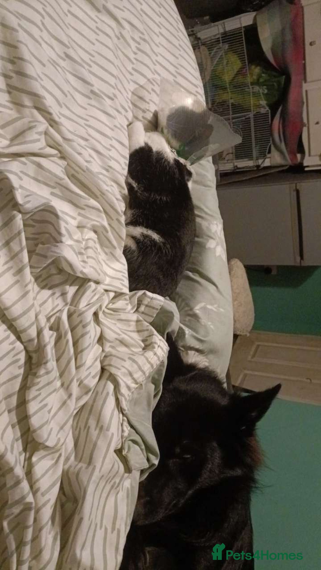 Mixed Breed dogs for sale: Beautiful male buster  - Advert 6