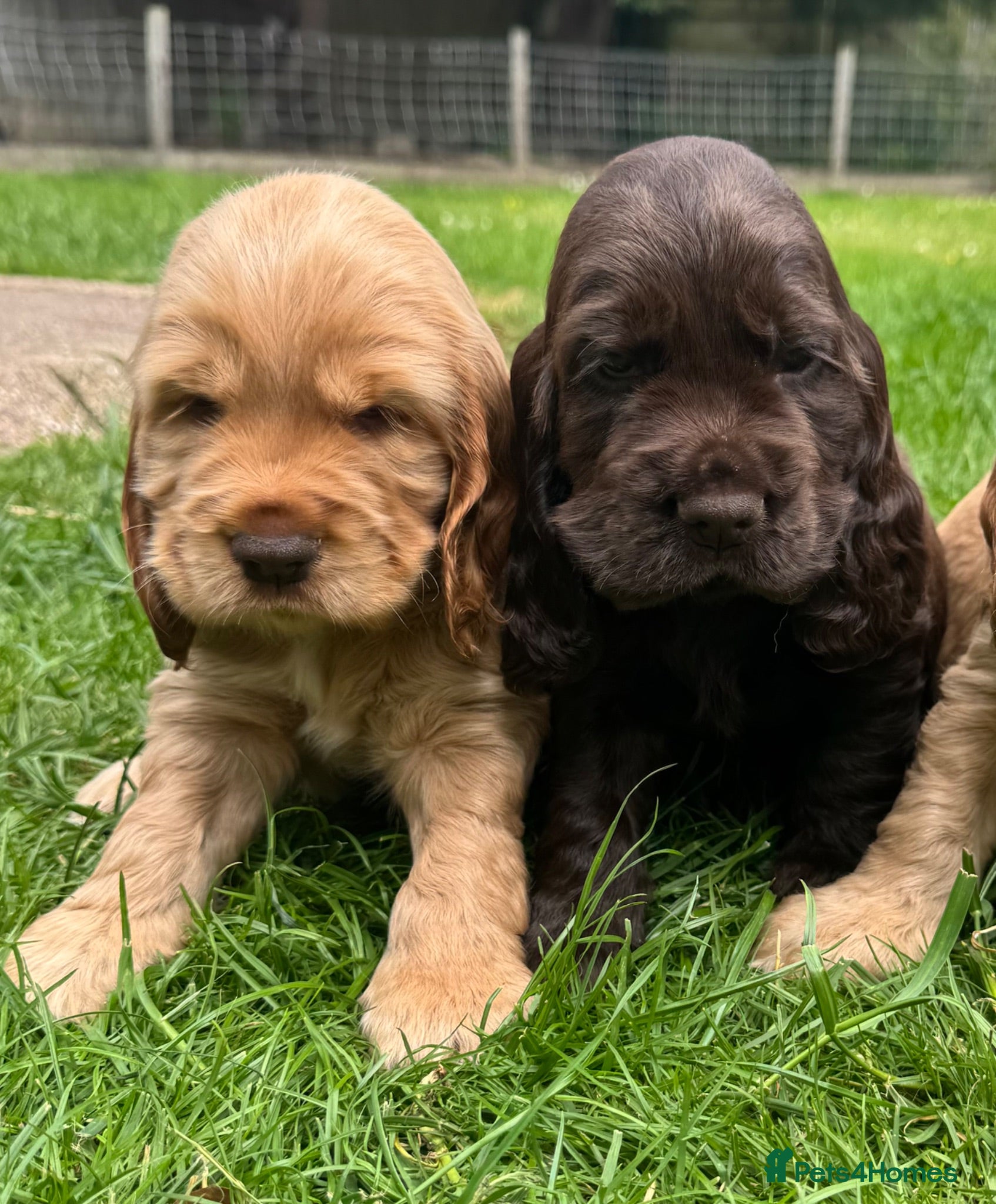 Cocker Spaniel dogs Quality Simbawood Lines TRUE Show Type Cocker  - Advert 5