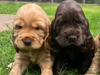 Cocker Spaniel dogs Quality Simbawood Lines TRUE Show Type Cocker - Advert 5
