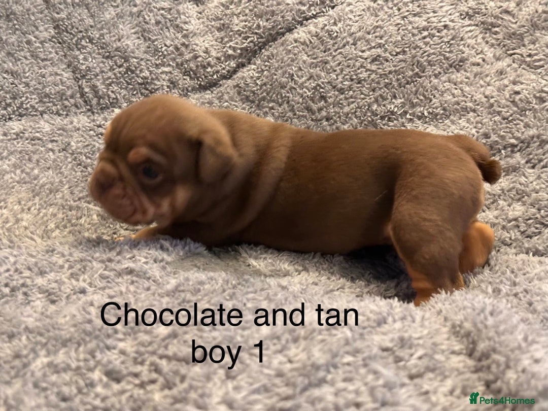 English Bulldog dogs for sale: QUALITY 5* ENGLISH BULLDOG PUPPIES - Advert 19
