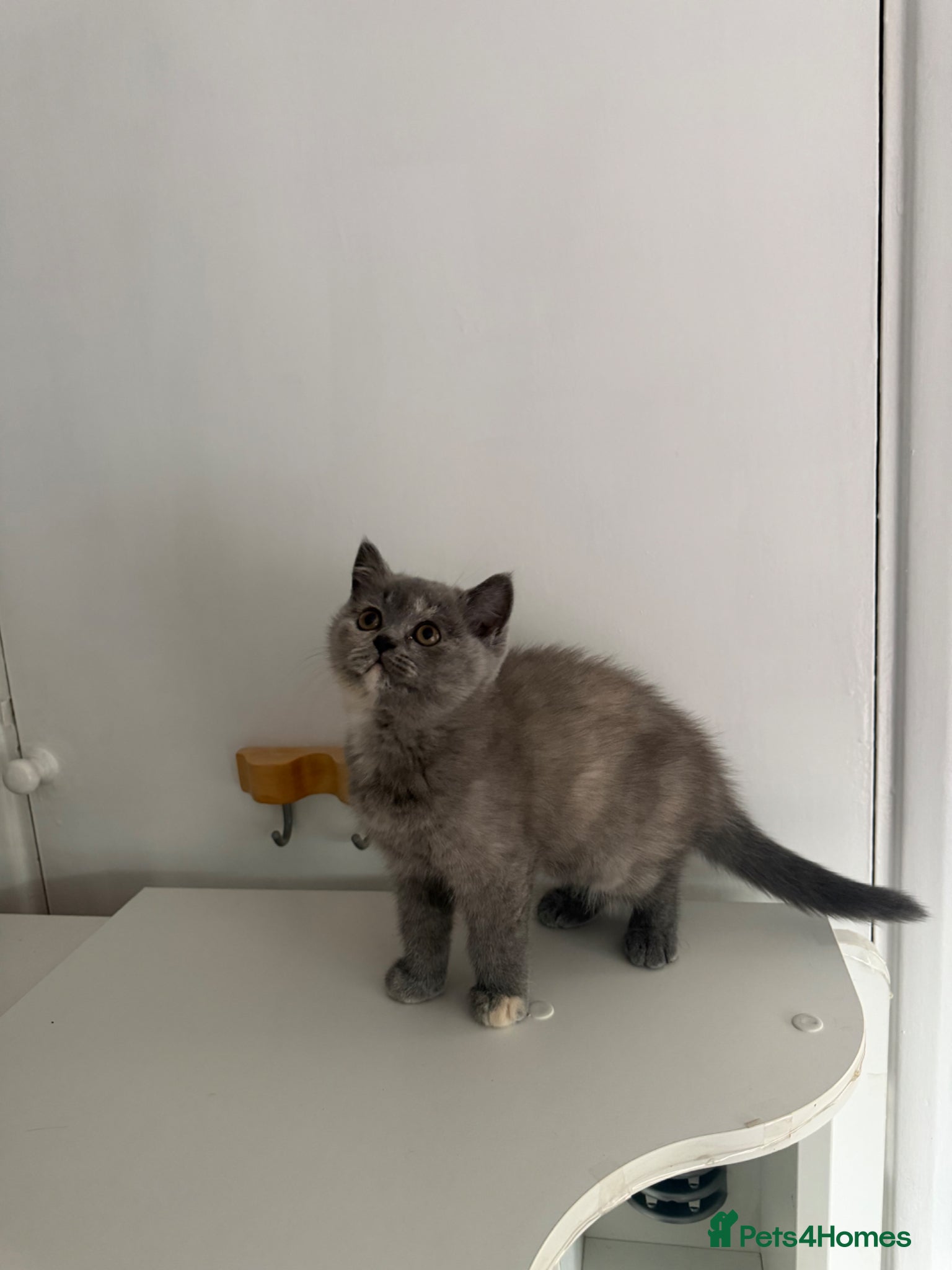 British Shorthair cats for sale: Two 😍 kittens ready for a new home 🏡 🐱  in Enfield - Advert 4