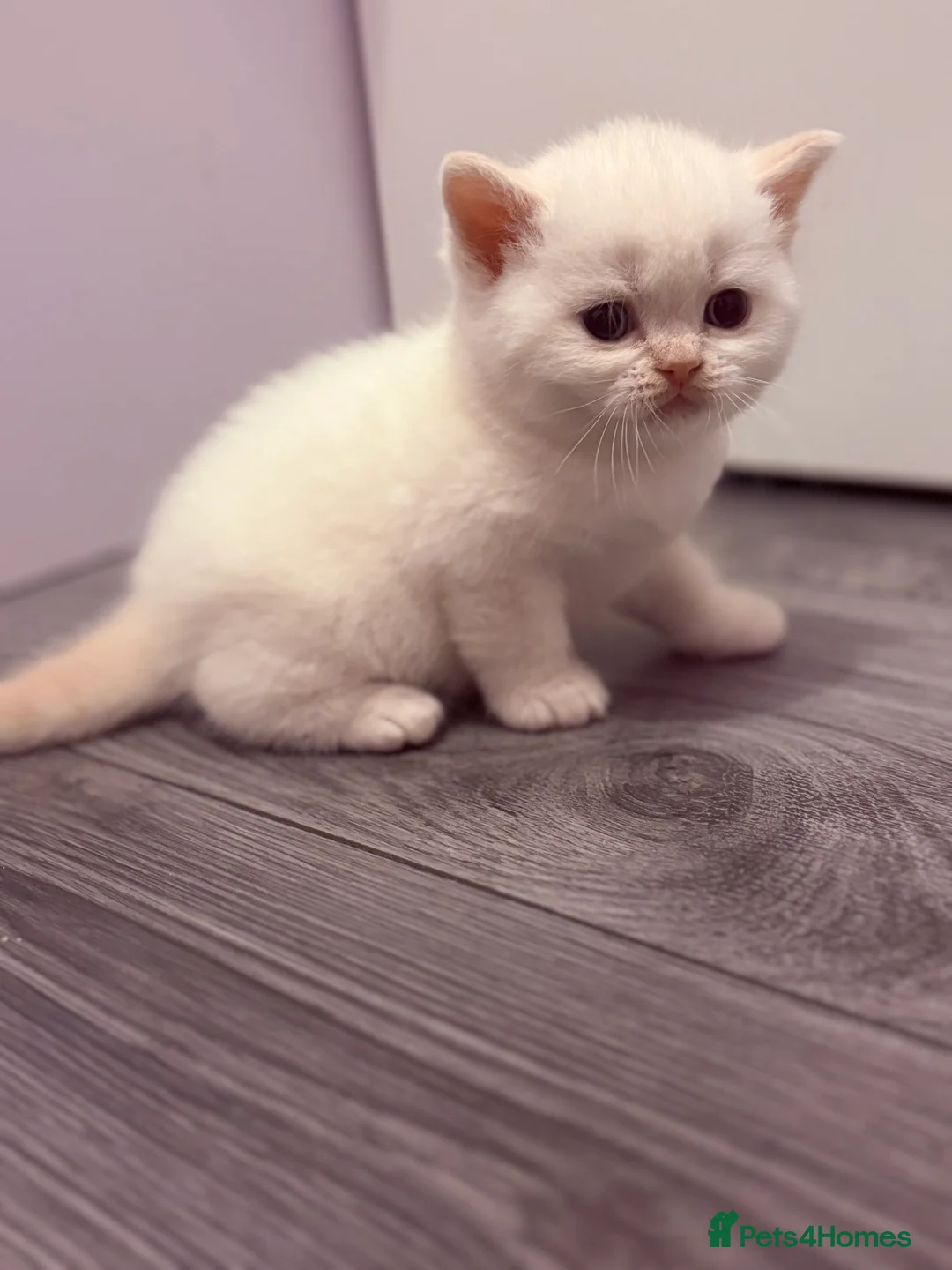 British Shorthair cats for sale: Stunning BSH Colourpoint Kitten GCCF Registered - Advert 24
