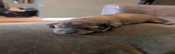 Miniature Dachshund dogs for sale: Beautiful Miniature Dachshund Puppies   - Advert 28