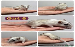 Gerbil rodents for sale: Beautiful friendly baby gerbils  - Image 17