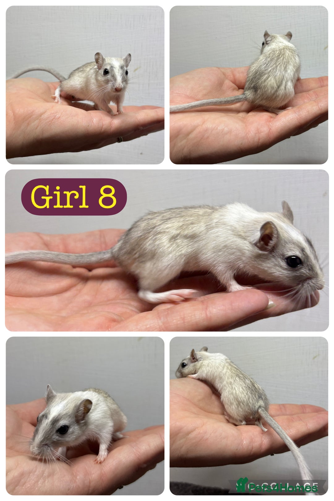 Gerbil rodents for sale: Beautiful friendly baby gerbils  - Image 17