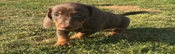 Miniature Dachshund dogs for sale: Miniature dachshund pups.KC reg&council licensed - Advert 24