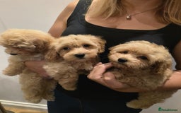 Maltipoo dogs for sale: Tiny maltipoo puppies - Image 13