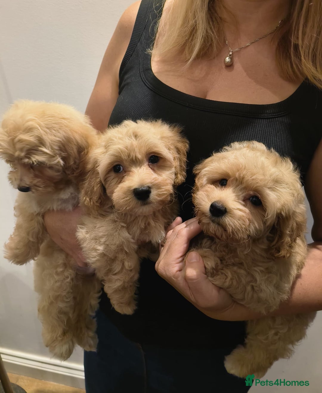 Maltipoo dogs for sale: Tiny maltipoo puppies - Image 13