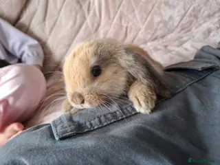 Mini Lop rabbits Mini lop bunnies - Advert 1