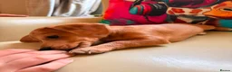 Jackshund dogs for sale: Jack Russell x dachshund  - Advert 6