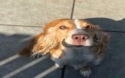 Cocker Spaniel dogs for sale: JESSIE/ JESS 🌸 REHOME - Image 2