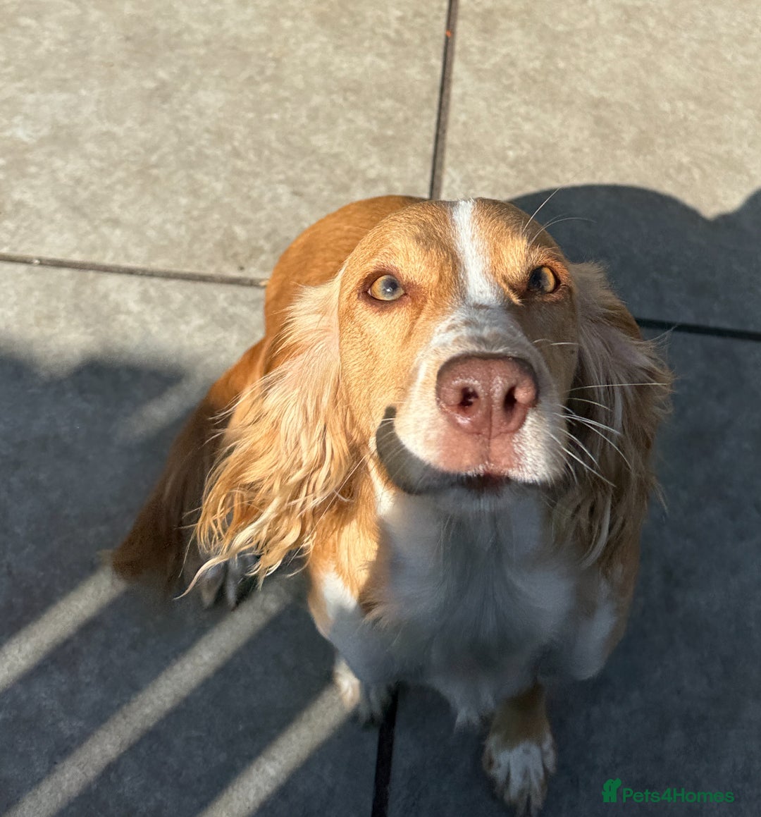 Cocker Spaniel dogs for sale: JESSIE/ JESS 🌸 REHOME - Image 2