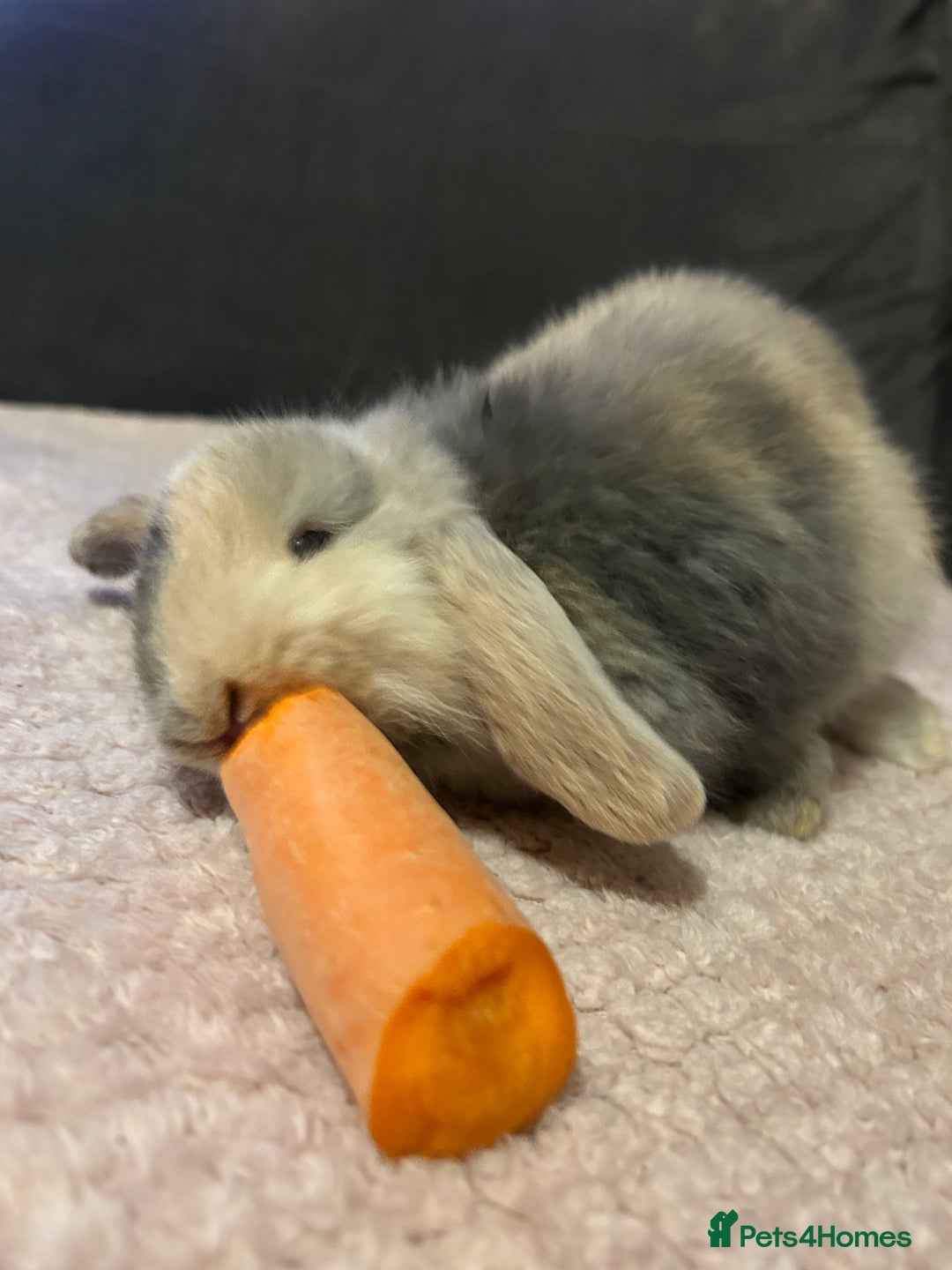 Mini Lop rabbits for sale: Mini lop Baby bunnies  - Advert 8