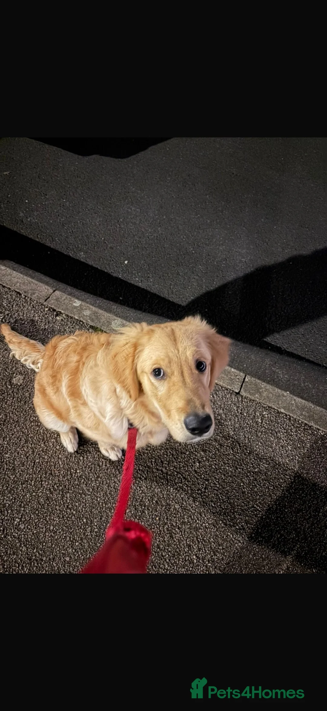 Golden Retriever dogs for sale: Brown - Advert 2