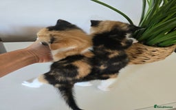 Mixed Breed cats for sale: 🌟2 mix breed/ British short haired females 🌟  - Image 8