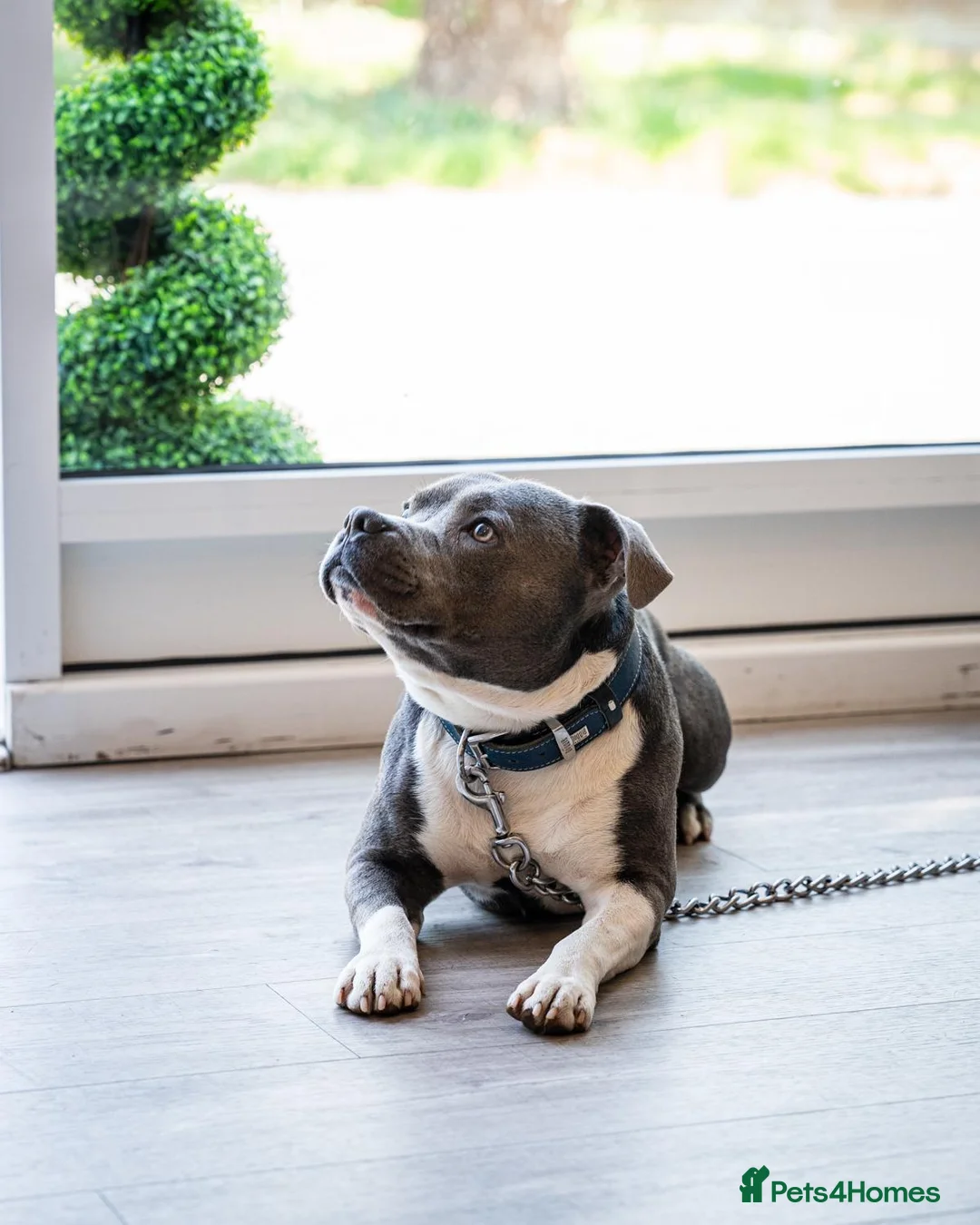 Staffordshire Bull Terrier dogs for stud: Stud son of grand champion yoker  - Advert 6