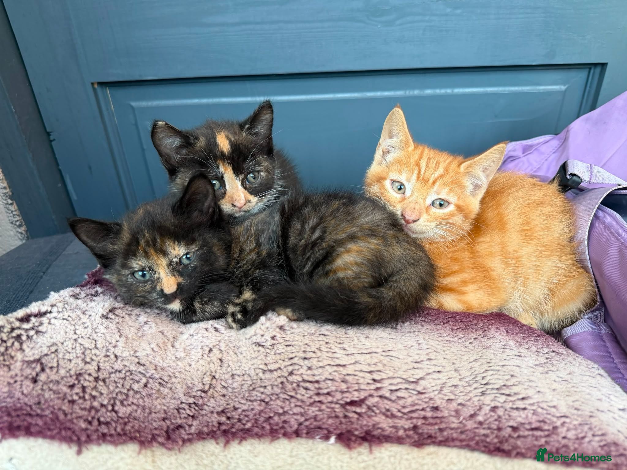 Mixed Breed cats Gorgeous kittens - Advert 2
